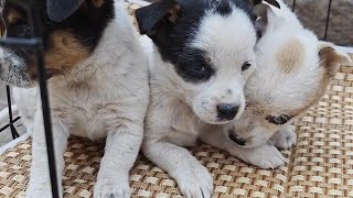 A Litter Of Newborn Puppies Was Abandoned And Rescued And Brought Home To Be Fed