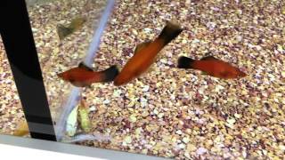 Dead Fish At Walmart In Littleton, Nh - March 24Th 2016 - Part 1