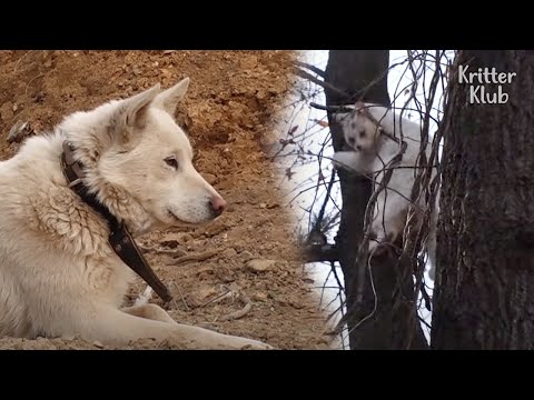 วีดีโอ: ทำไมต้อง Good Dogs Bite - Part II: คุณมีทางแล้ว