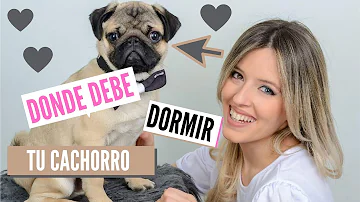 ¿Dónde debe dormir un cachorro?