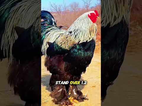 Tebak Tebakan Ayam Apa Yang Paling Besar Di Dunia