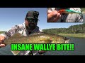 Crazy Shallow Water Walleye Bite! | Casting Cranks!