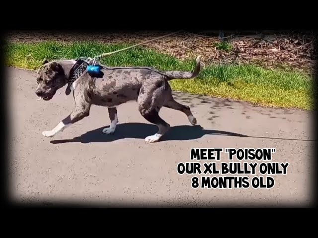7 Month Xl American Bully - Youtube