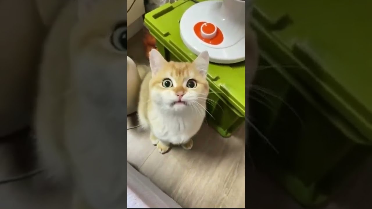 Somehow This Is Real Meme Short Easy Funny Haha Joke Trending