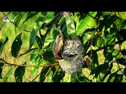 นกกระจาบอกลายสร้างรัง Streaked Weaver building a nest