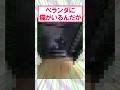 【2ch面白いスレ】どうしよう…ベランダに猫がいるwww#2ch #2ch面白いスレ