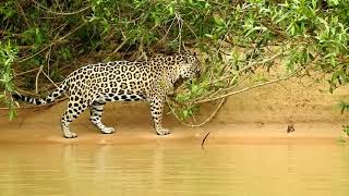 Nikon P1000 Super-zoom on a Jaguar in Brazil!