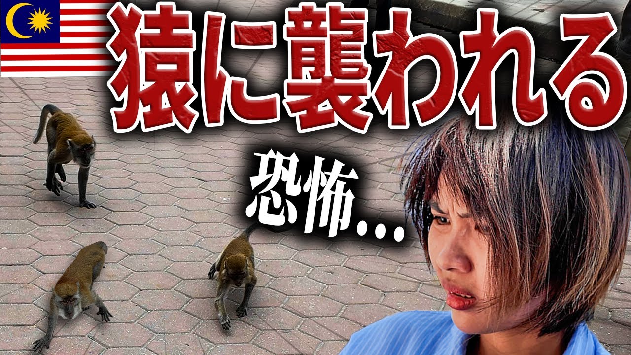 【恐怖体験】マレーシアの観光地で猿に襲われかけました【マレーシア旅行Vlog】｜日本人・ベトナム人の国際結婚カップル