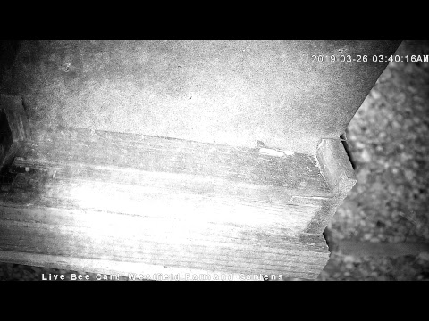 Live Honey Bee CAM - 1080p HD 24/7 Like & Share Us! Through Awareness - we're saving the bees!