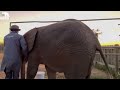 Baby elephant khanyisa escapes the homestead to visit her old orphanage