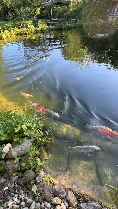 Der Garten in der Sommersonne life viral Shorts Paradise Live 