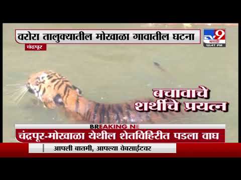 Chandrapur Tiger | चंद्रपूरच्या वरोरामध्ये वाघ विहिरीत पडला, वाघाला वाचवण्याचं वनविभागापुढे आव्हान