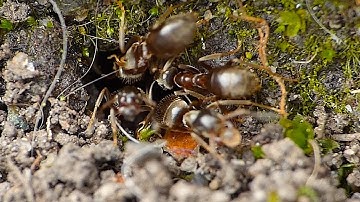 Ants Building Base - Macro Videography - Panasonic Lumix + Raynox DCR-250 - Macro Shots