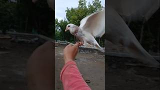 Merpati Putih Blorok bird birds pecintamerpati pigeon merpatibagus pets funny dara