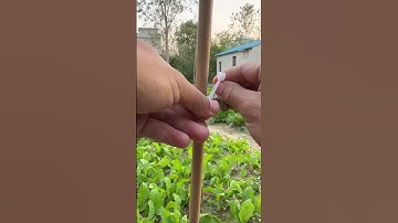 Bamboo frame fixing process with the nylon ties for vegetable patch