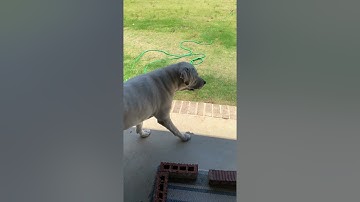 Dogs Digging Under Fence Easy Fix