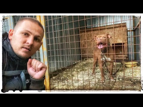 Видео: Счастливый конец для колорадской собаки, прикованной на улице