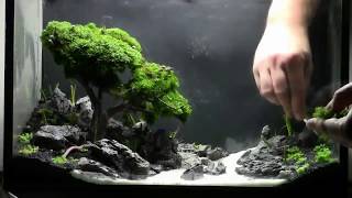 Quy trình tạo nên tác phẩm hồ thủy sinh Bonsai