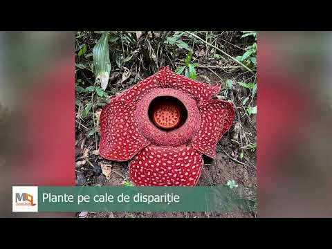 Video: Plante pe cale de dispariție. Plante rare și pe cale de dispariție