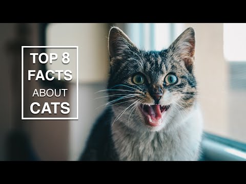 top-8-facts-about-cats