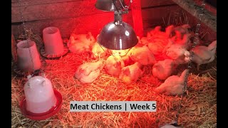 Meat Chickens | Week 5 by Our HodgePodge Homestead 302 views 3 weeks ago 5 minutes, 16 seconds