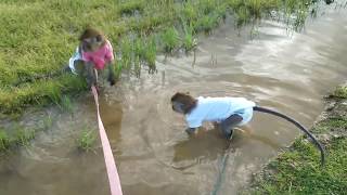 Water Puddle Delight by Penny Rose and Ralphie D