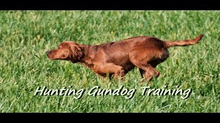 Hunting Gundog Training