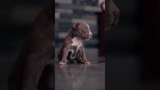 Pitbull Puppies Available At Affordable Pricescontact 917736960863 Trivandrum - Kerala