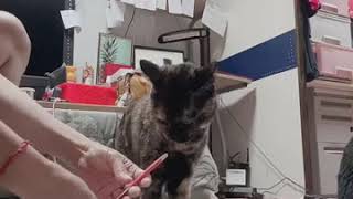 Download Lagu LIFE IN JAPAN,my daily vlog.alaga kung pusa. MP3 Download Lagu LIFE IN JAPAN,my daily vlog.alaga kung pusa. MP3