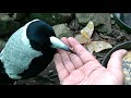Maggie the Magpie - All grown up and as friendly as ever