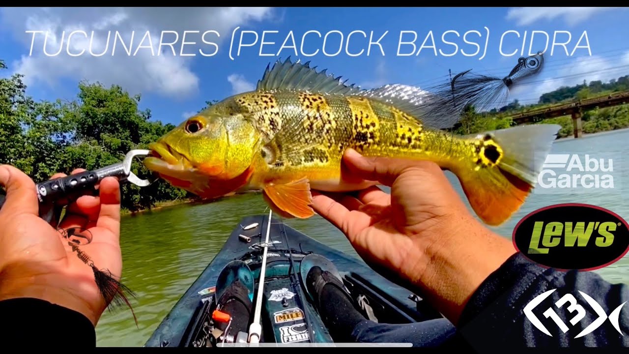 Pesca de Tucunares y más especies. Lago de Cidra, Puerto Rico 🇵🇷. Peacock  Bass. 