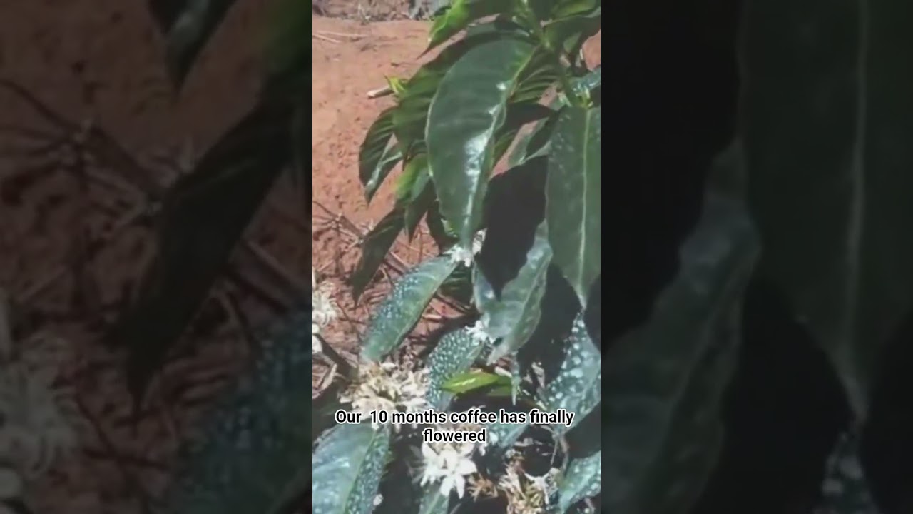 10 months single stem coffee has flowered.  