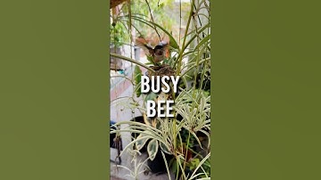 Any concerns?🧐 #hummingbird #birds #wildlife #garden #gardening