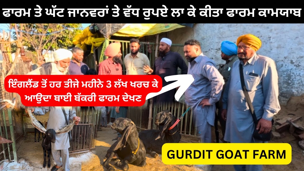 3 ਲੱਖ ਰੁਪਏ ਖਰਚ ਕੇ ਆਉਦਾ ਬਾਈ ਇੰਗਲੈਂਡ ਤੋਂ ਬੱਕਰੀ ਫਾਰਮ ਦੇਖਣ ll GURDIT GOAT FARM ll 