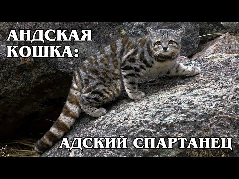 АНДСКАЯ КОШКА: Суровая и загадочная высокогорная кошка | Интересные факты про кошек