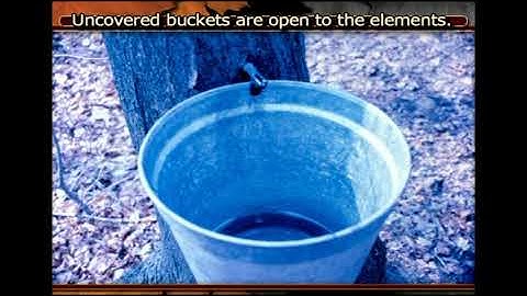 Maple Syrup Production for the Beginner Part 5: Sap Collection