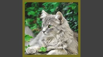 Sprightly Backdrops for Nocturnal Cats