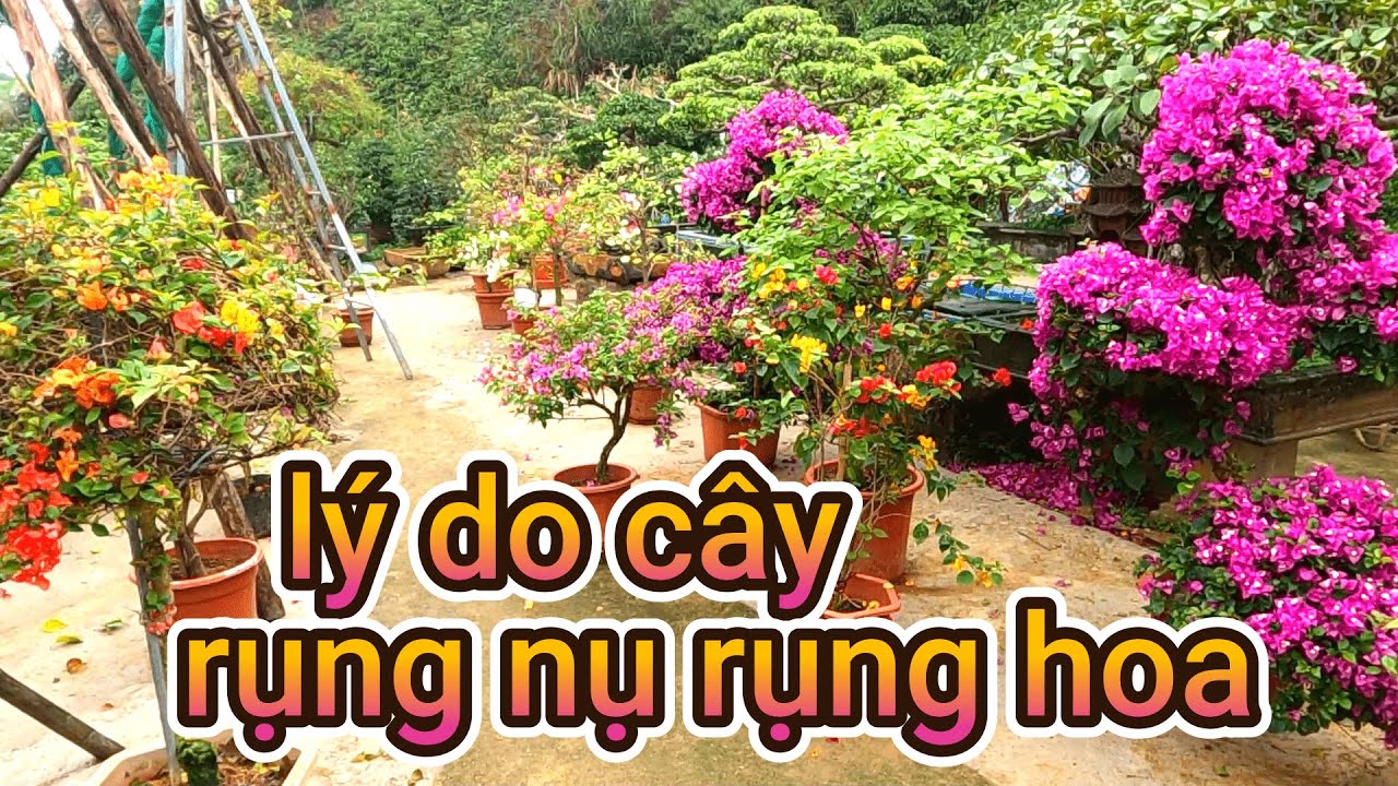 Nguyên nhân cây hoa giấy rụng nụ rụng hoa , cách xử lý và khắc phục