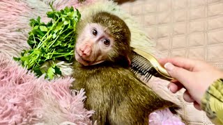 Анфиса словно ОБЕЗЬЯНЬЯ КОРОЛЕВА, вся в релаксе, а Финик МНЕ ПОМОГАЕТ!))