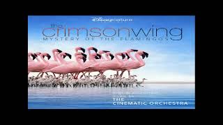 The Crimson Wing Mystery of the Flamingos  The Arrival of the Birds
