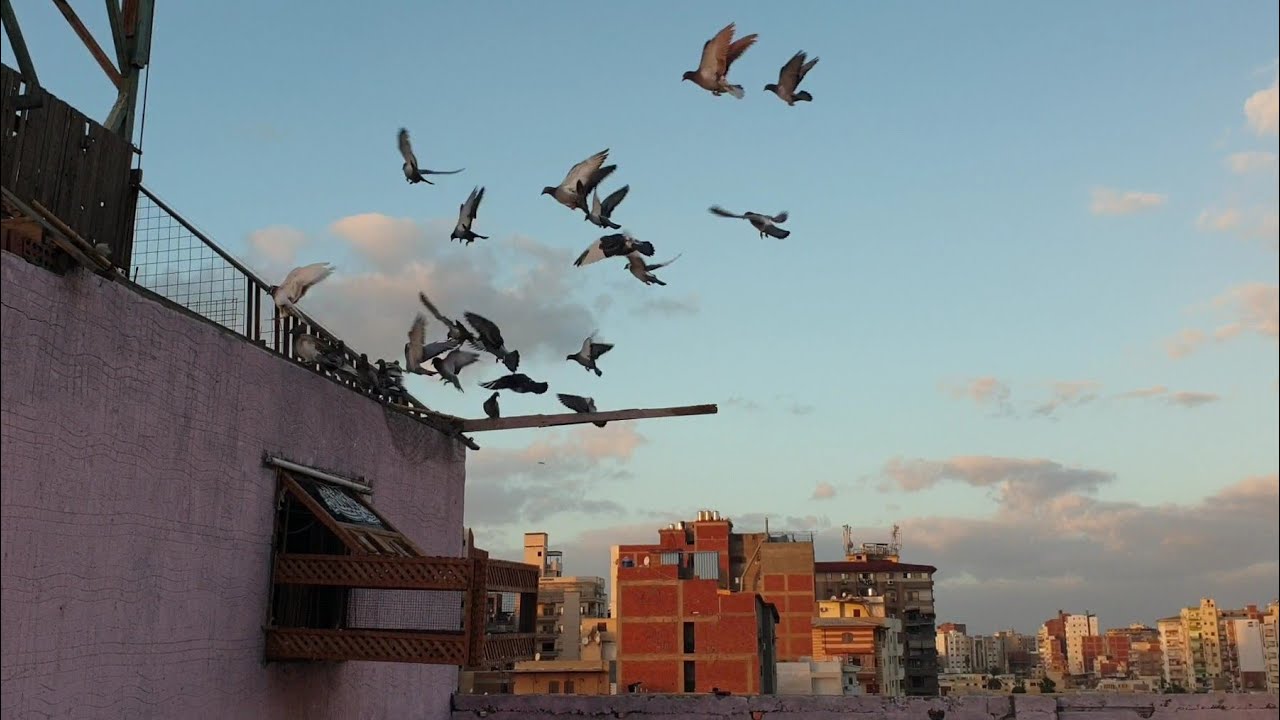 كيفية نش الزاجل من التراب من غير ما يركن منك وأول يوم لفتح الزغاليل