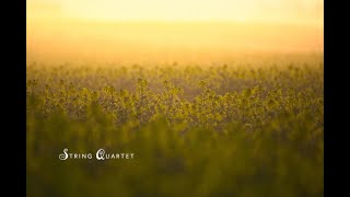 String Quartet  ||  original composition