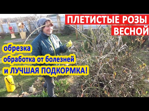 ЧЕМ ОБРАБОТАТЬ и ПОДКОРМИТЬ РОЗЫ ВЕСНОЙ? Обрезка ПЛЕТИСТЫХ РОЗ. Лучшее ВЕСЕННЕЕ УДОБРЕНИЕ для РОЗ!