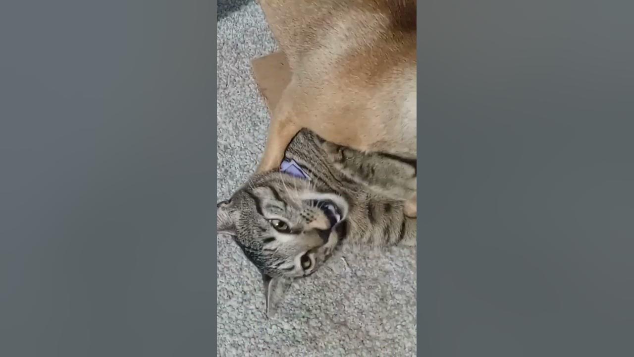 DOG LICKED CAT YouTube