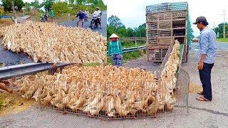 Army of 10000 ducks cross road and go up the truck in Vietnam street