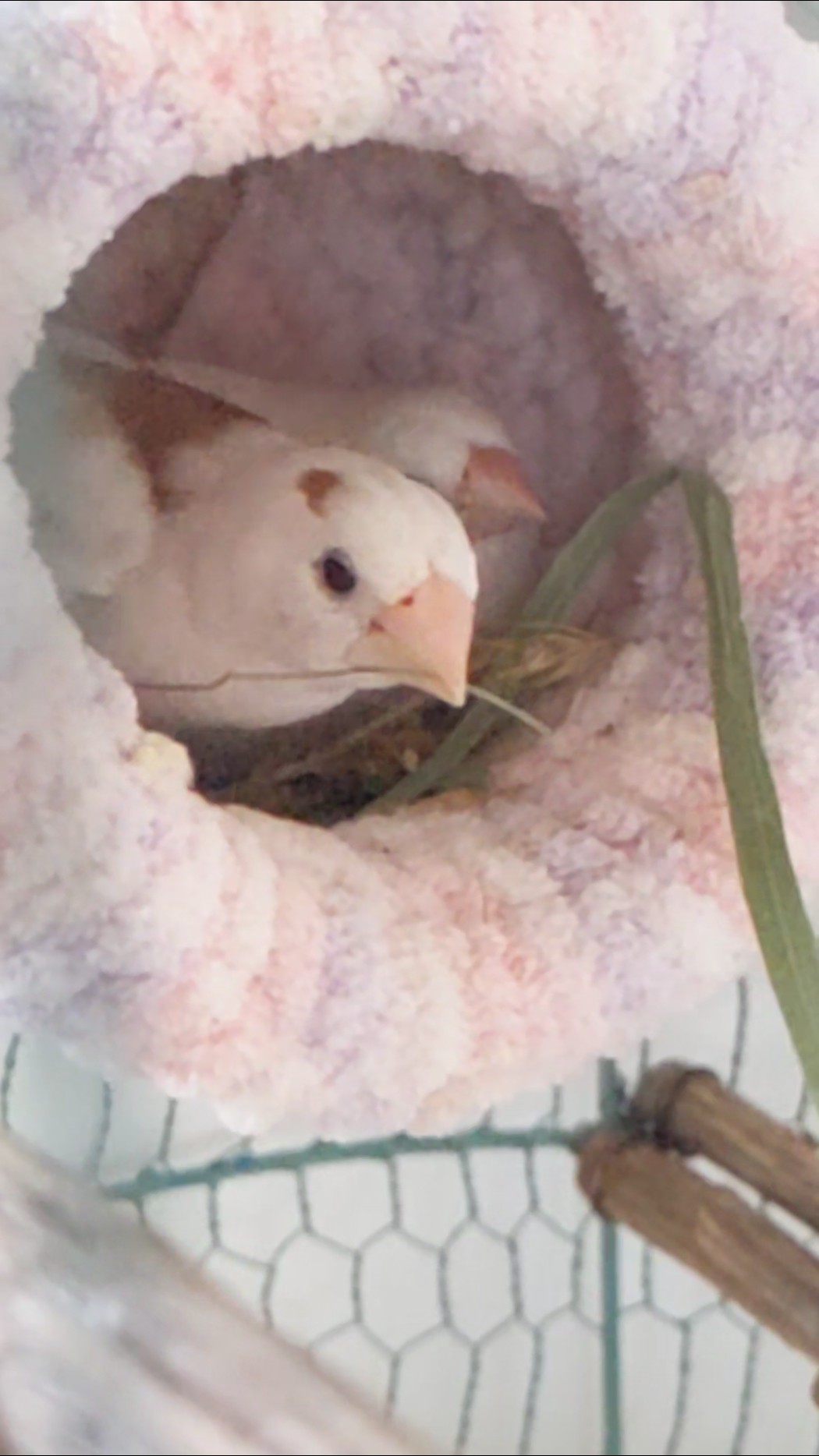 ジュウシマツの飼い方🕊カナリアも - YouTube