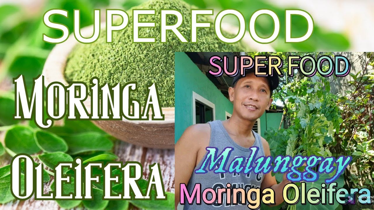Moringa Oleifera (The Superfood) Horse Radish Tree Benefits of