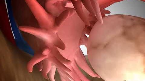 NCERT CBSE Class 8 Science Chapter 9 Reproduction in Animals Part 5