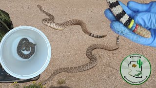 We found 4 rattlesnakes living in our neighbor's house!