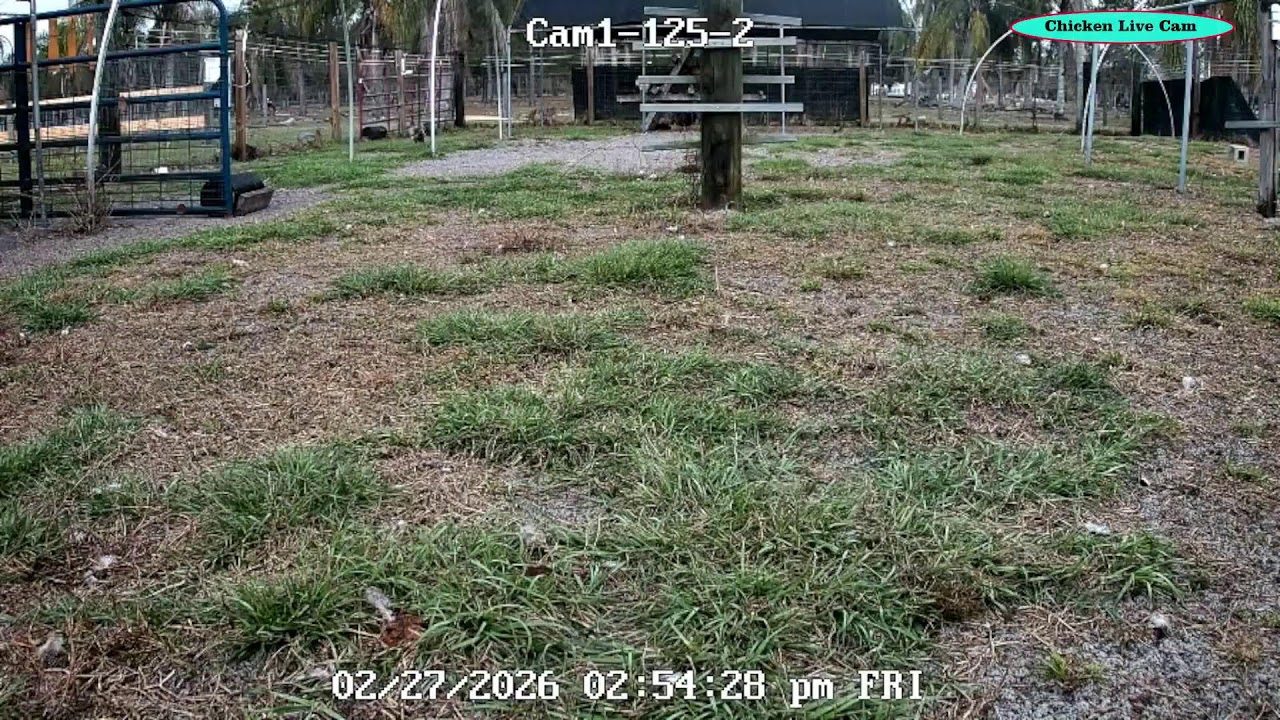CHICKEN  LIVE CAM